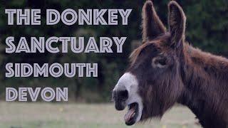 The Donkey Sanctuary, Sidmouth, Devon - 13th July 2023