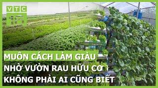 Muôn cách làm giàu nhờ vườn rau hữu cơ không phải ai cũng biết | VTC16