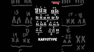 What is a Karyotype called? #genetics #biologyexams4u