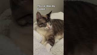 Cat Finally Gets The Cozy Blanket It Deserves