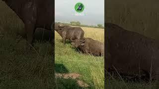 Crazy Buffalos  Amazed The Tourists In Murchison Falls National Park From Mud Travel With Us