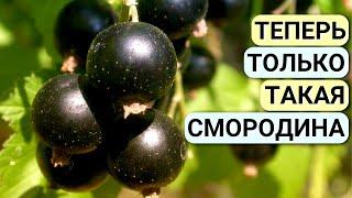 Подкормка СМОРОДИНЫ про которую все молчат! Ягода КРУПНАЯ и СЛАДКАЯ. Чем подкормить смородину весной