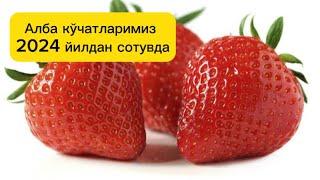 Алба кўчатларимиз сотувини 2024 йилдан бошлаймиз #agro #alba #qulupnay #strawber #issiqxona #agro