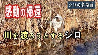 【シロの名場面】帰宅しないシロを川向うに発見：声を掛けたら寒冬の川を渡ってこようとした【オリジナルBGM】#YouTubeショート#３分ショート#cat#猫#シロちゃん