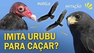 AVE que IMITA URUBU para CAÇAR? Mimetismo e Camuflagem nas AVES!