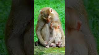 Best Clip Of Baby Monkey Family Real Life. Luno monkey baby i.nc.tes mum to st.o.p Jovi s.eize milk.