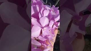 Сияющая мультифлорная орхидея Тихие голоса. #acapella #vocals #music #cover #orchid #цветы #phalenop