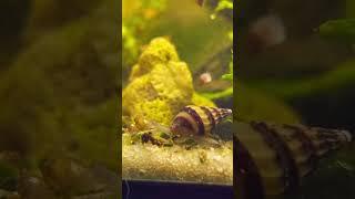 Assassin Snails Live Up To Their Name #youtubeshort #fyp #tinyecosystem