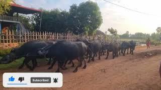 Buffalos Release into Rice Field- Buffalos Videos - Buffalos and Cows Video