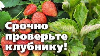 Мучнистая роса на клубнике.  Как определить болезнь и как вылечить