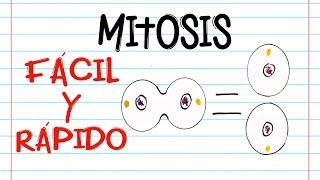  División celular: MITOSIS  | FASES | [Fácil y Rápido] | BIOLOGÍA |