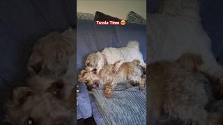 Sandy & Milo enjoy their daily tussling 