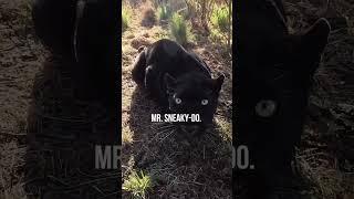 Hanging with BLACK LEOPARDS | The Lion Whisperer