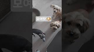모이기 쉽지 않네#강아지#강아지영상#반려견#dog#댕댕이#shorts#아이쥐#누렁이#시고르자브종#믹스견#귀여운강아지#강아지세마리#부산#광안리#광안리애견#애견영상#강아지브이로그