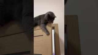 International Cat Day Compilation | Cat Shenanigans | Happy TV | BVIRAL