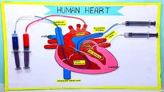 heart working model (3D) making using syringe easy - science project exhibition | craftpiller