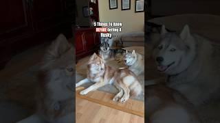 Things to know BEFORE getting a husky #shortsvideo #shorts #husky #funnydog #howlingdog #funnydog