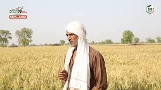 SRW-4282 गेहूँ बीज | SRW-4282 Wheat Seeds