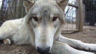 life at howling wood farm… belly rubs