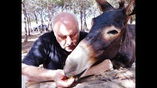 Cyprus wild donkeys stop the cars and demand food - Karpasia - Cyprus - by George Konstantinou