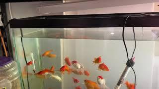 Feed goldfish with Lemon! Their color changes sharp!