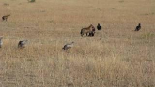 Down the Food Chain-Scavengers of the Serengeti Salivating Over the Kill