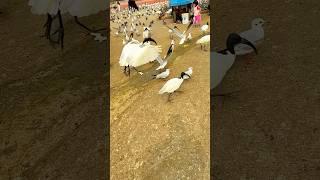 Black headed gull Video captured in iphone16  #porbander #porbandar #gull