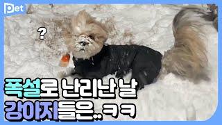 (속보)폭설로 도심이 막힌 그 밤, 강아지들은 ㅣ어바웃펫