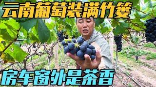 房车装满云南的甜和香，竹篓装着葡萄甜，房车窗外是茶香【家和远方的旅行】