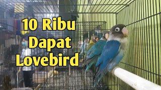 Toko Burung Mbak Dwi Kenari Lovebird Grosir