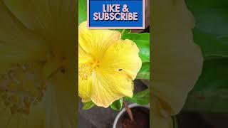 Hibiscus Plant November Care Tips #shorts#viralshorts #TGM Gardening