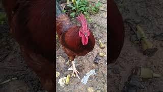 Red big rooster #rooster #roosterlover #chicken #youtubeshorts