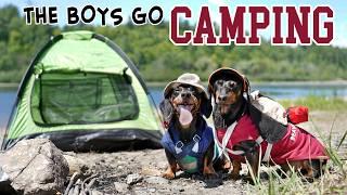 Ep 5: The Dogs Go Camping - Cute Dachshunds Camping Trip!