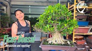 Transforming an Old Giant: Repotting a Massive Ficus Bonsai.