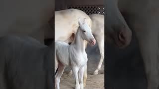 Say MashaAllah ️ #pakistan #love #horselove #traveltopakistan #song #rawalpindi
