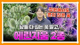 {댓글 이벤트 종료!!!!!} [에린지움 2종] 흔하지 않은 화려한 꽃! 유럽 에린지움 2품종을 소개합니다!