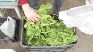 Open Gardens Organic Vegetable Box System