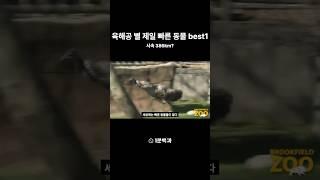 육해공 별 제일 빠른 동물.1분백과