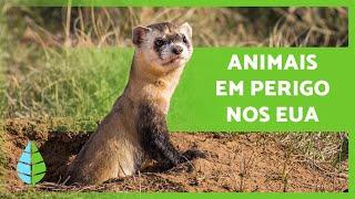 +10 ANIMAIS AMEAÇADOS de EXTINÇÃO nos ESTADOS UNIDOS ️