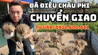 Đà Điểu Giống Châu Phi Chuyển Giao Tận Nhà Cho Khách Hàng, Đà Điểu Giống, Đà Điểu Phương Nam