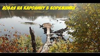 Ловля окуня на "каролину" в коряжнике. Ключи - Двуреченск. 02.09.2020г.