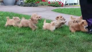 Maltipoo Puppies For Sale