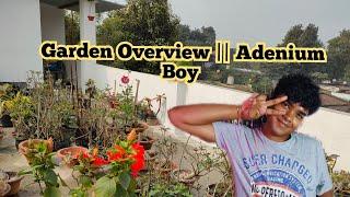 Garden Overview || Adenium Boy #rourkela #gardening #garden #hobby #nature #plants