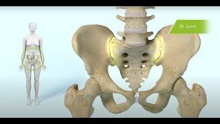 SI Joint - Where is it and how does it work?