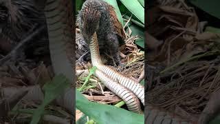 붉은 눈의 새가 뱀을 먹다 #참새와허수아비 #snake #birds