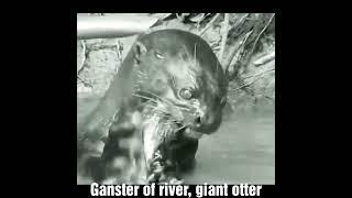 Gangster of river, giant otter! #shorts #otter #gangster #meal #eel AnimalTube - World of animals