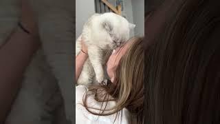 This is my baby cat  #cutenessoverload #funnyvideo #loretta