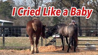 Crazy Filly Rita Meets Roman The Belgian Draft. Giant Emotions