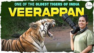 My Encounter With One Of The OLDEST TIGERS Of India, VERAPPAN  From Tadoba | 4K | Sadaa Wild Stories