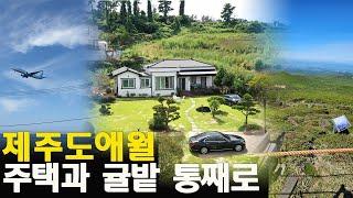 (강추) 땅값만 주세요! 주택과 귤밭 5년전 가격 제주시 애월읍 시골스런 전원주택 세컨하우스 매매